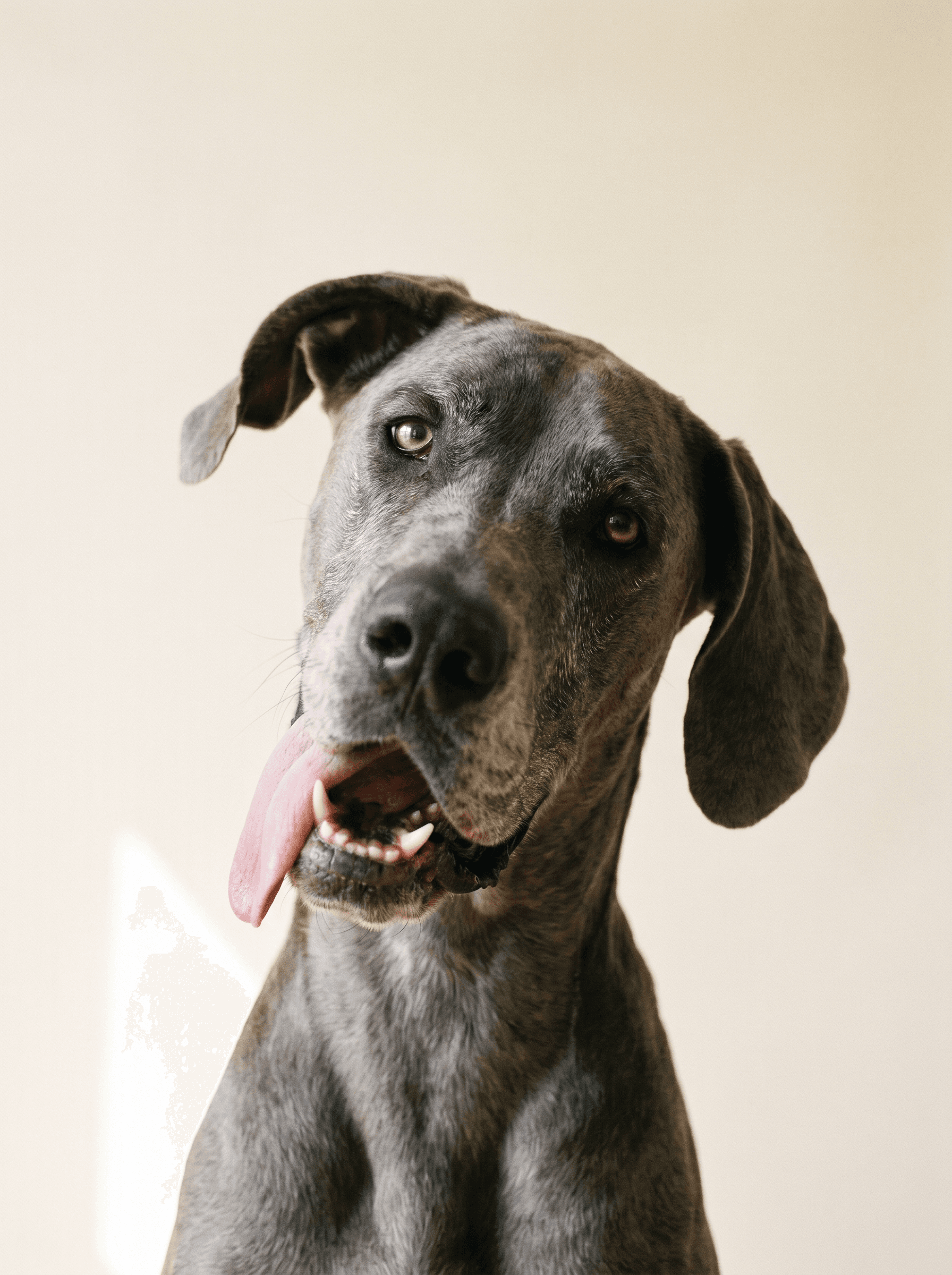 A Great Dane with a lopsided grin