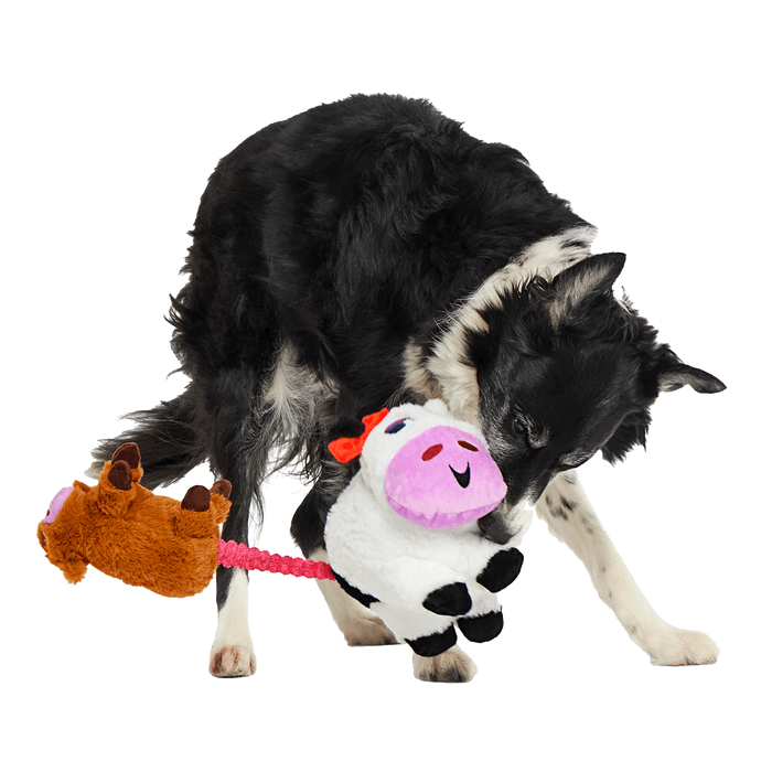Bertha the Cow